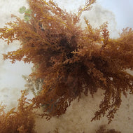 Red Seaweed
