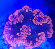 Rock Flower Anemone - Blue & Pink -Epicystis crucifer