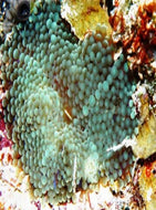 Ricordea - Green - Corallimoph