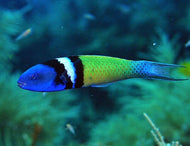 Blue Head Wrass -Thalassoma bifasciatum