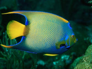 Queen Angelfish -Holacanthus ciliaris