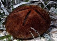 Sea Biscuit -Meoma Ventricosa