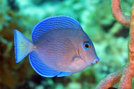 Blue Tang -Acanthurus Coeruleos - Small