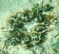 Rock Flower Anemone - Tan/Green & White Claws - Epicystis crucifer