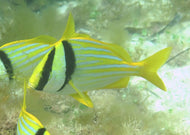 Porkfish-Anisotremus virginicus