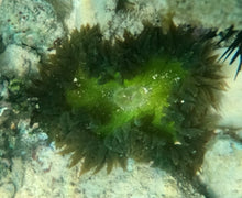 Load image into Gallery viewer, Rock Flower Anemone - Fluorescent Green &amp; Dk Green - Epicystis crucifer

