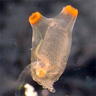 tunicate - Tunicata