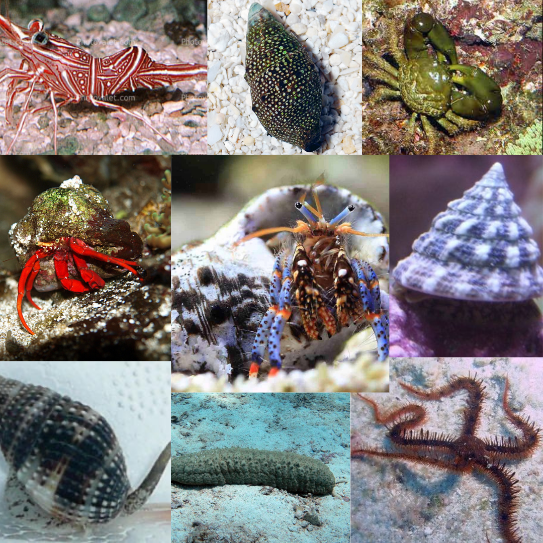 Premium Reef Cleaner Package - 55 gallon – Tropical Fish Plus