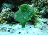 Mermaid Fan Plant - Udotea