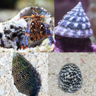 Basic Algae Attack Package - 30 gallon