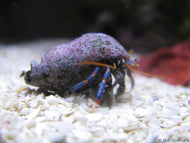 Blue Leg Hermit Crabs with Black Shells cleaner building block - 10 Pack