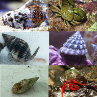 Deluxe Cleaner Package - 75+ Gallon