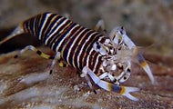 Bumblebee Shrimp - Gnathophyllum amricanum