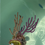 Gorgonia Candalabra Double - Plexania Flexonia