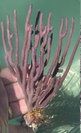 Gorgonia Candalabra Purple Small - Plexania Flexonia