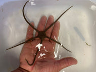 Brittle Sea Star -Ophiocoma echinata