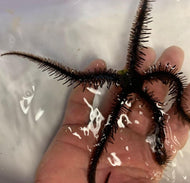 Brittle Sea Star cleaner building block - 2 pack