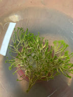 Jointed Tuft - Cymopolia barbata