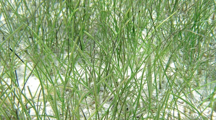 Sea Grass Manatee -Syringodium filiforme – Tropical Fish Plus