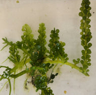 Grape Caulerpa Racemosa - Caulerpa Racemosa