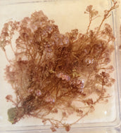 Flamingo Feather -Heterosiphona gibbesii