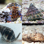 Basic Reef Cleaner Package - 30 gallon