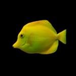 Blue Tang Juvenile-Acanthurus Coeruleos