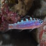 Chalk Bass-Serranus tortugarum