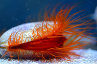 Flame Scallop -Ctenoides Scaber