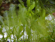Fern Small - Fern Caulerpa