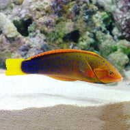 Clown Wrasses-Coris gaimard