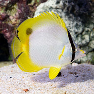 Spotfin Butterfly Medium-Chaetodon ocellatus