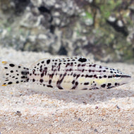 Harlequin Bass-Serranus tigrinus