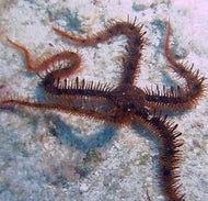 Serpent Star -Ophioderma brevispimum