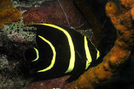 Black Angelfish Medium 3-5 Inch -Pomacanthus arcuatus