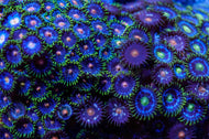 Zoanthids - Blue/Green -  5-7 polyps